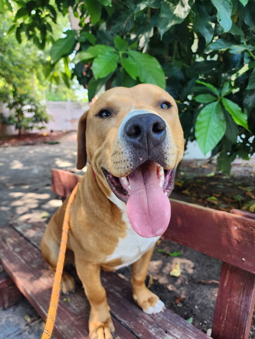 picture of the dog needing adoption
