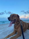 adoptable Dog in Miami, FL named COURTESY POST: Bublik