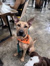 adoptable Dog in Miami, FL named COURTESY POST: Lester