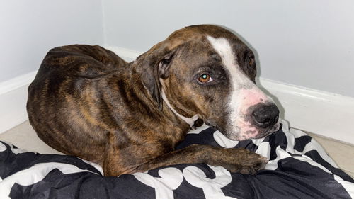 picture of the dog needing adoption