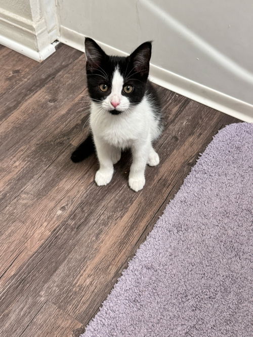 picture of the cat needing adoption