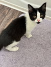 COURTESY POST: Kitten - Photo 2