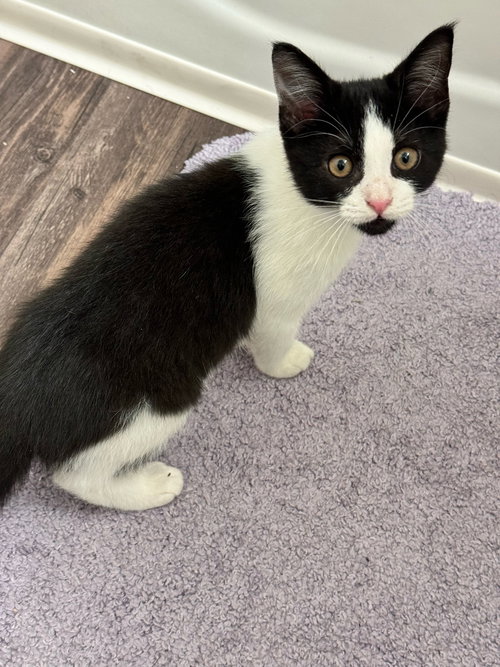 COURTESY POST: KITTEN - Domestic Short Hair available for adoption