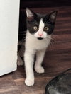 COURTESY POST: Kitten - Photo 3