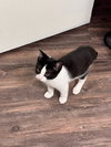COURTESY POST: Kitten - Photo 4