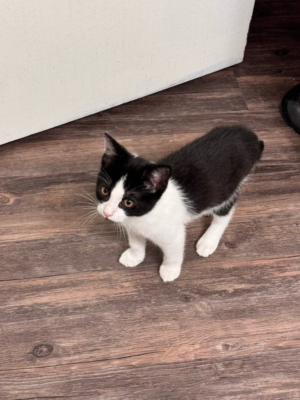 COURTESY POST: Kitten