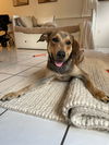 adoptable Dog in Miami, FL named COURTESY POST: Pibe