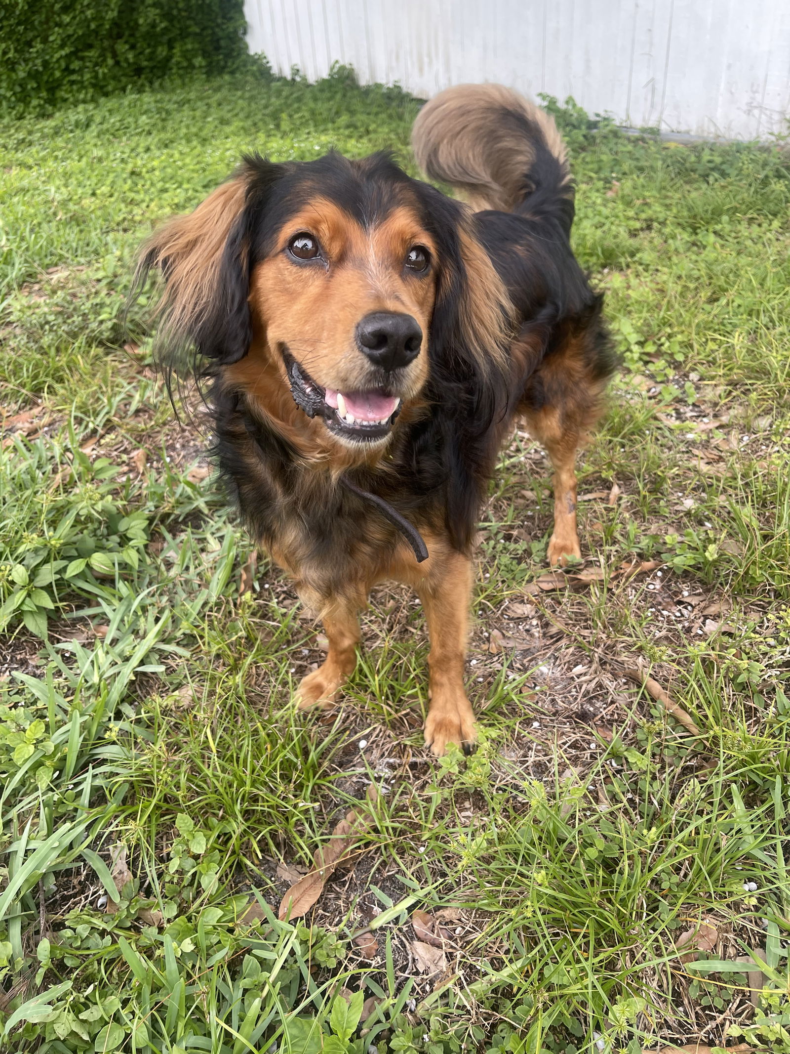 adoptable Dog in Miami, FL named COURTESY POST: Sunny