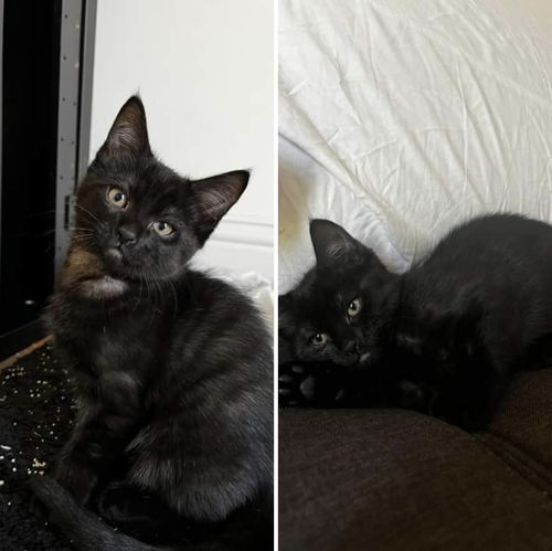 picture of the cat needing adoption