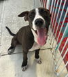 adoptable Dog in Miami, FL named COURTESY POST: Lilu