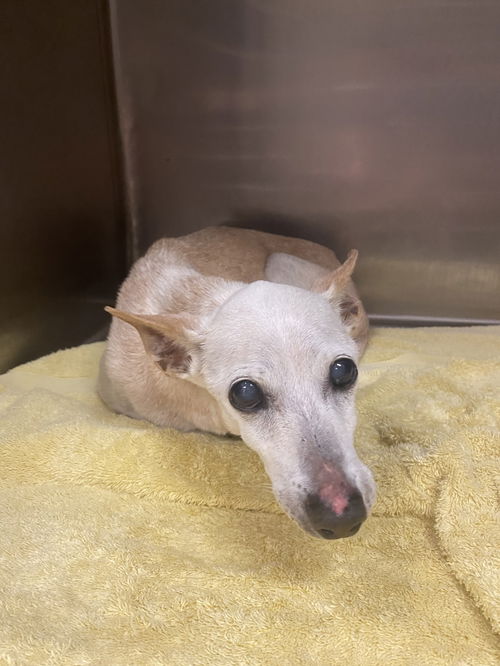 picture of the dog needing adoption