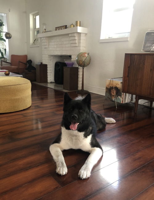picture of the dog needing adoption