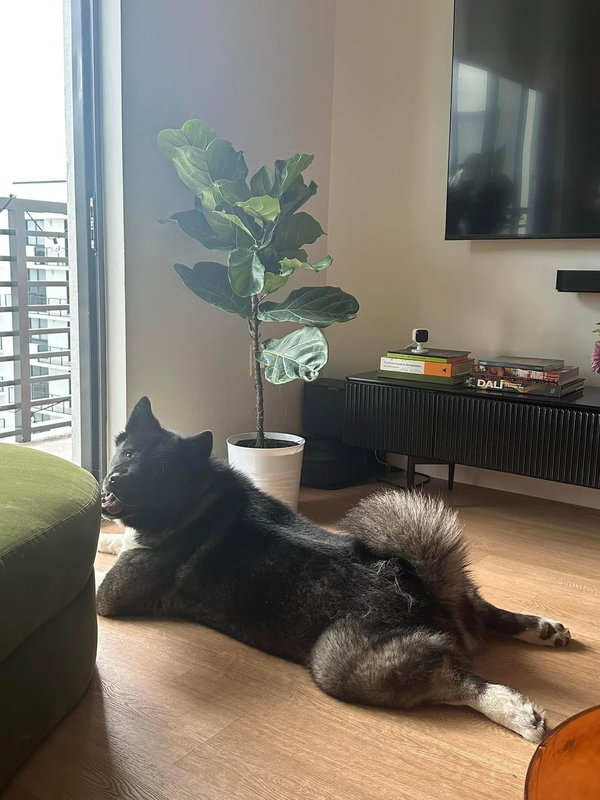 COURTESY POST: Kuma