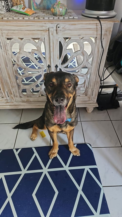picture of the dog needing adoption