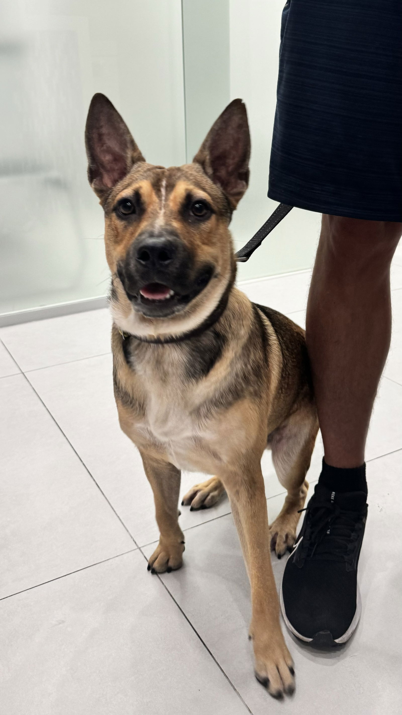 adoptable Dog in Miami, FL named COURTESY POST: Stray