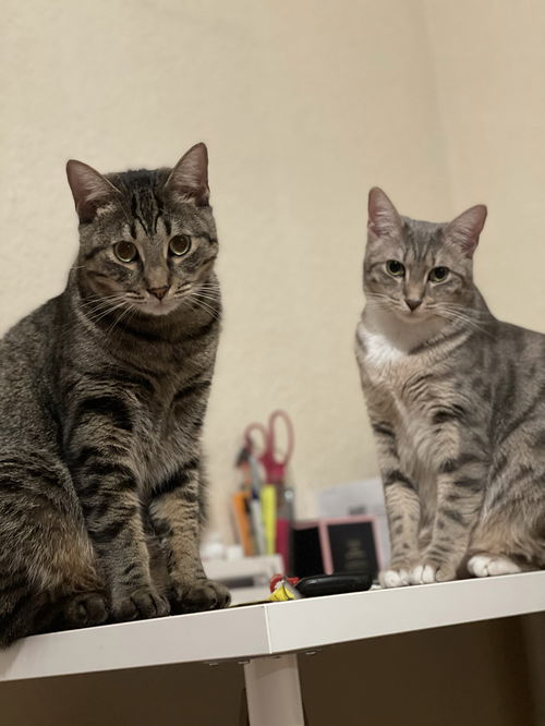 picture of the cat needing adoption