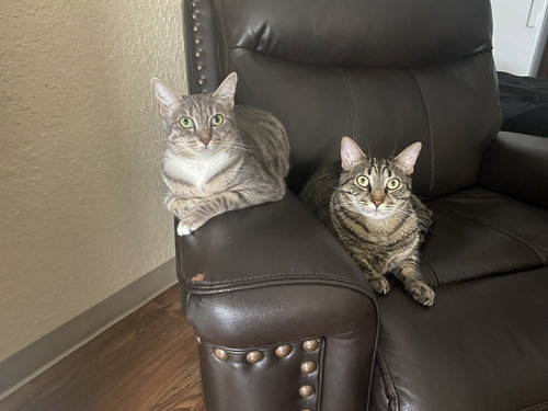COURTESY POST: SHELBY & MARTY - Domestic Short Hair available for adoption