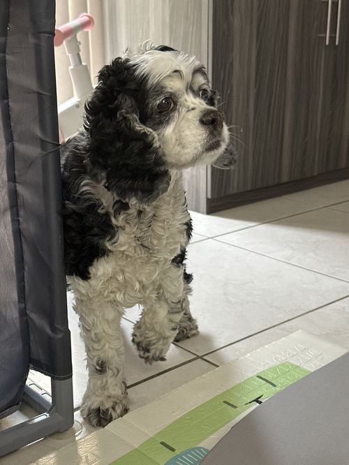picture of the dog needing adoption