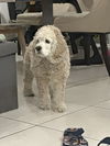 adoptable Dog in  named COURTESY POST: Bella