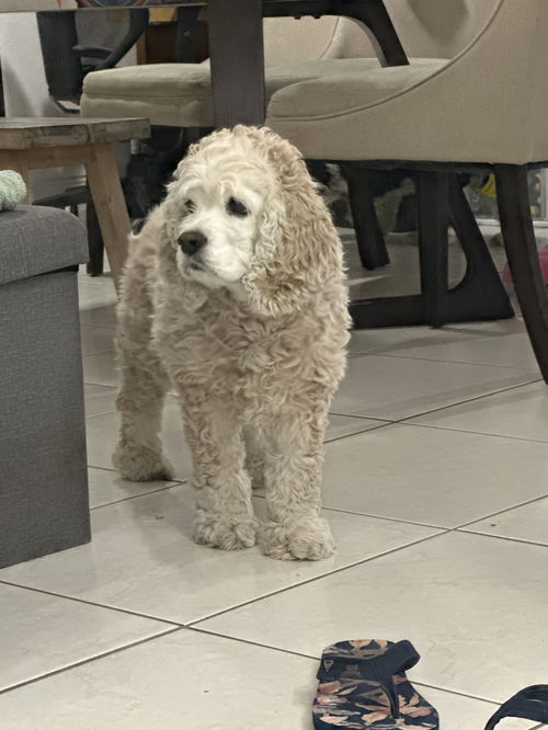 picture of the dog needing adoption