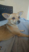 adoptable Dog in  named COURTESY POST: Roxy & Rosie (Bonded Pair)