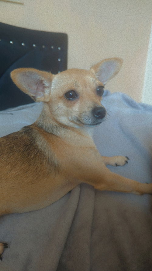 picture of the dog needing adoption