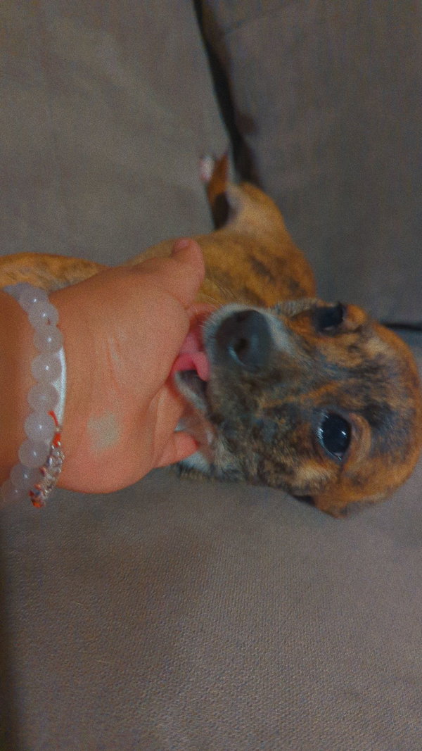 COURTESY POST: Roxy & Rosie (Bonded Pair)