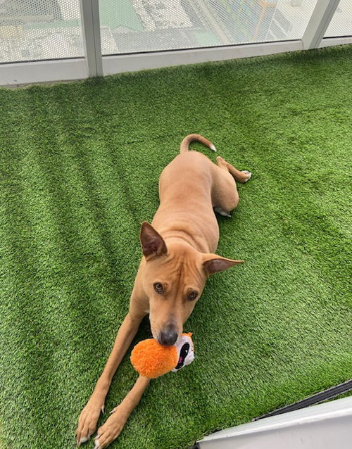 picture of the dog needing adoption