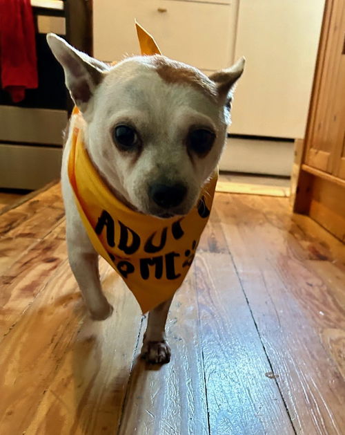 picture of the dog needing adoption