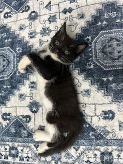 picture of the cat needing adoption