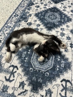 COURTESY POST: MALE KITTEN - Domestic Short Hair available for adoption