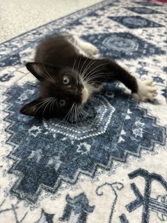 COURTESY POST: Male Kitten