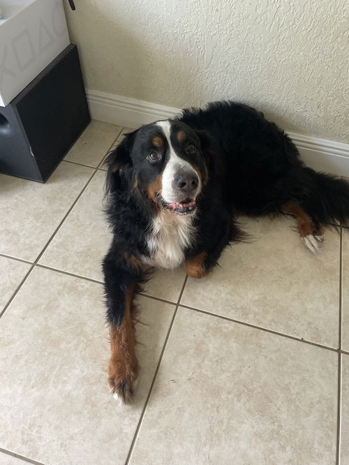 picture of the dog needing adoption
