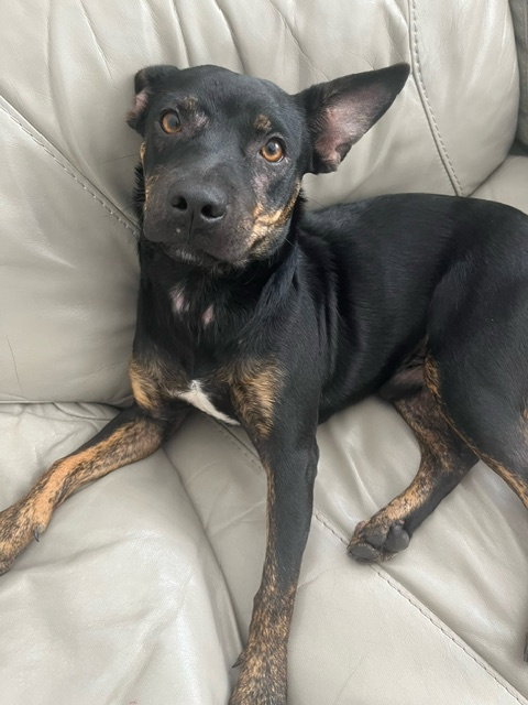 picture of the dog needing adoption