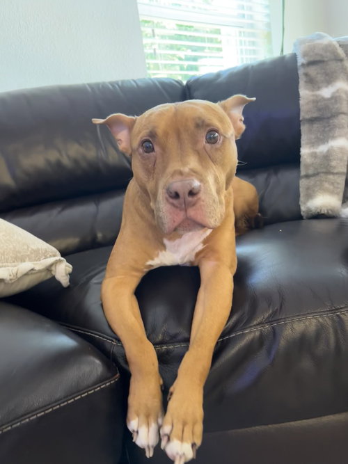 picture of the dog needing adoption