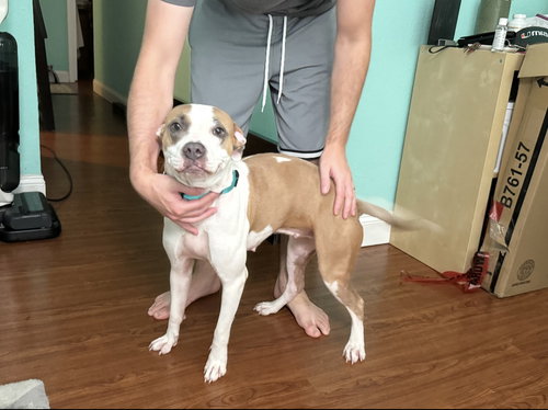 picture of the dog needing adoption