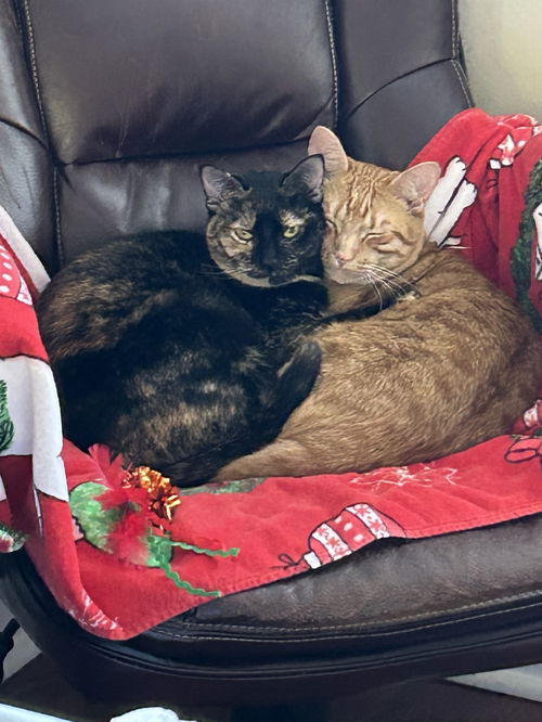 picture of the cat needing adoption