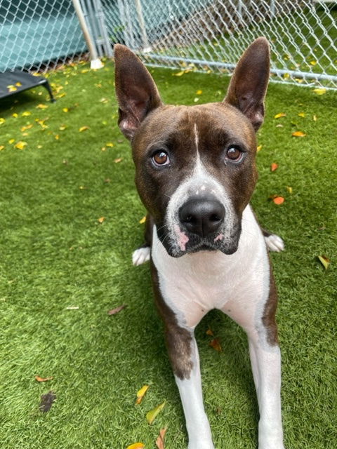 picture of the dog needing adoption