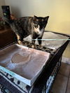 adoptable Cat in  named COURTESY POST: Loli