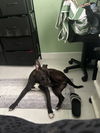 adoptable Dog in  named COURTESY POST: Julia Robert’s