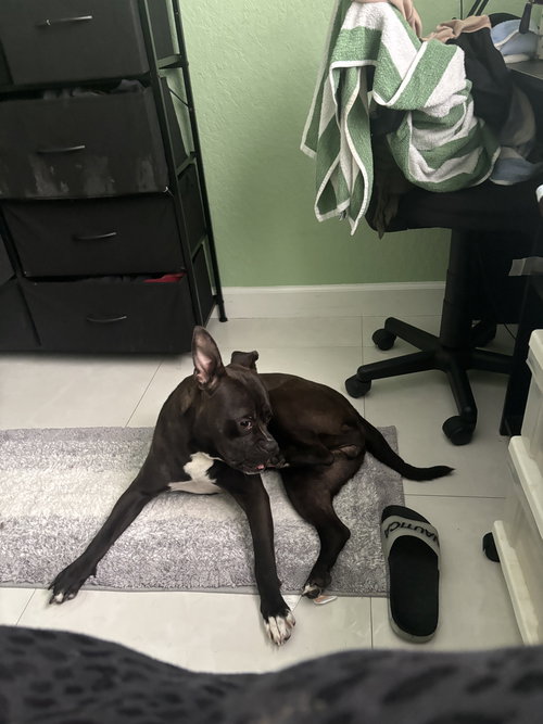 picture of the dog needing adoption