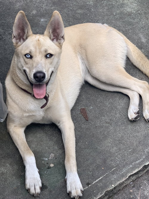 picture of the dog needing adoption