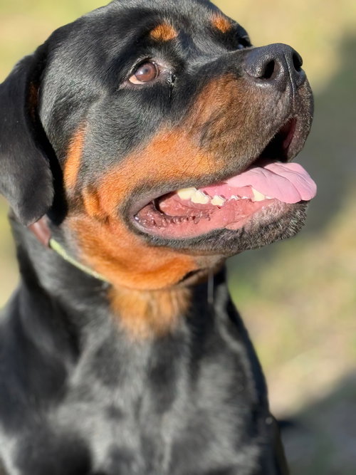 picture of the dog needing adoption