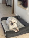 adoptable Dog in  named COURTESY POST: Luna