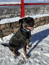adoptable Dog in  named COURTESY POST: Roger