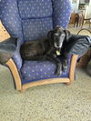 adoptable Dog in  named COURTESY POST: Lucy