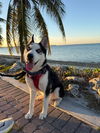 adoptable Dog in  named COURTESY POST: Max