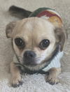 adoptable Dog in  named COURTESY POST: Timmy