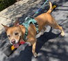 adoptable Dog in  named COURTESY POST: Goldie