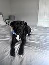 adoptable Dog in  named COURTESY POST: Onyx